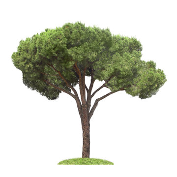 pine, isolated