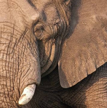 Fototapeta Elephant bull's head