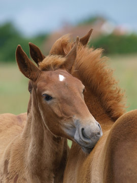 Two Suffolk Punch Horse Foals