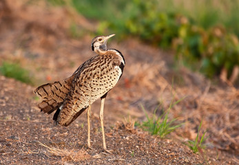 Korhaan standing