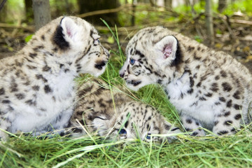 Fototapeta na wymiar Paczka Snow Leopard (uncia uncia lub Panthera uncia) dzieci