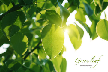 sunlight on green leaves