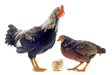 Foto auf Acrylglas Hähnchen family of chicken
