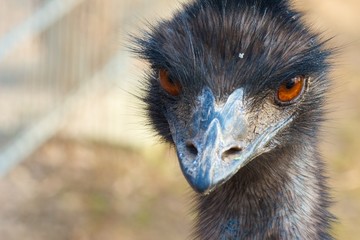 Closeup shot of a grumpy Emu bird from the front