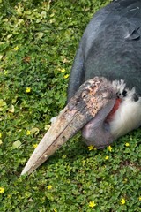 Lazy marabou stork on a meadow with flies crawling on its beak