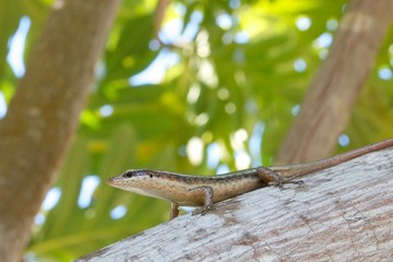 Closeup shot of an endemic Seychelles skink