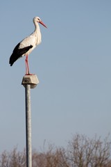 Stork standing on a streetlamp