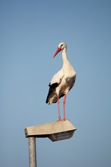 Stork standing on a streetlamp looking around for food