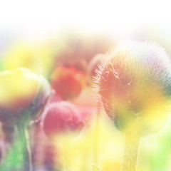 Fototapeta premium beautiful flowers made with color filters