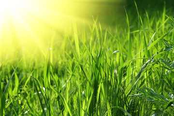 Obraz premium Green grass with raindrops background