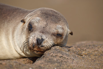 Galapagos sea lion