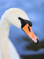 Fototapeta premium Schwan-18676b1