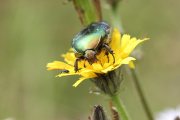 Rosenkäfer auf Blüte