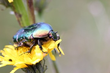 Rosenkäfer auf Blüte