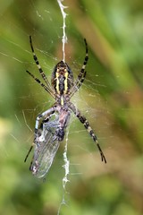 Wespenspinne mit gefangener Libelle