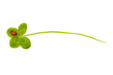 Four leaf clover and ladybird © Liaurinko