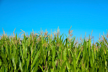 Obraz premium Corn Field Against Blue Sky