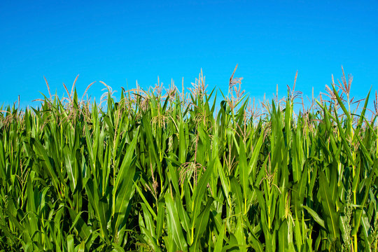 Corn Field Against Blue Sky