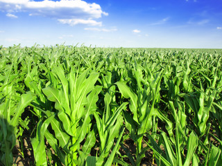 Green field with young corn