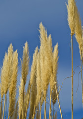 Flower ears and blue sky