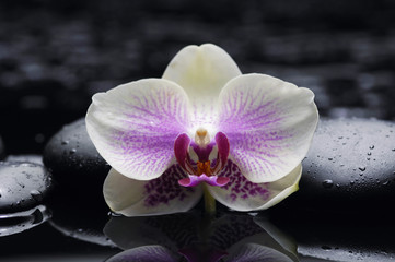 Obraz na płótnie Canvas Makro białych orchidei i kamieni zen