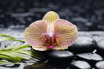 Obraz na płótnie Canvas Macro of gorgeous orchid with palm leaf and zen stone