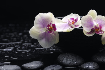 Fototapeta na wymiar Three white orchid in bowl with stones on wet background