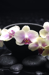 Fototapeta na wymiar gorgeous orchid in bowl with black stones