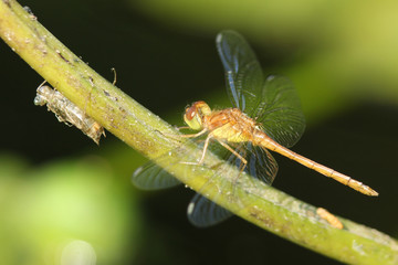 Male Autumn Meadowhawk (Sympetrum vicinum) with Exoskeleton