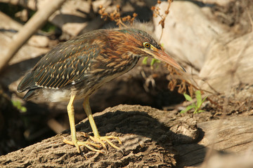 Juvenile Green Heron (Butorides virescens) Perched on a Log at the Edge of a Pond - Grand Bend, Ontario, Canada