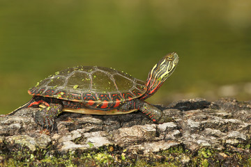 Midland Painted Turtle (Chrysemys picta marginata) on a Log