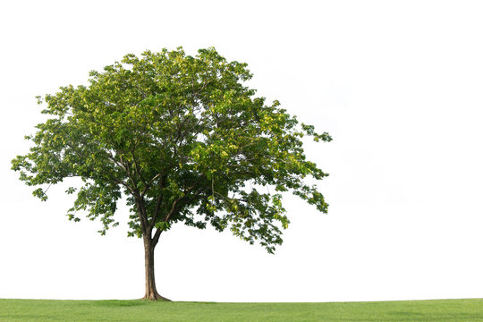 Tree and green grass isolated on the white backgrounds