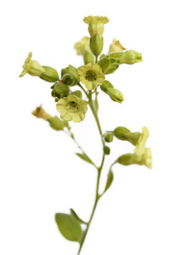 Flowers of mapacho (Nicotiana rustica) isolated on white