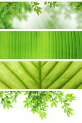 nature banner.