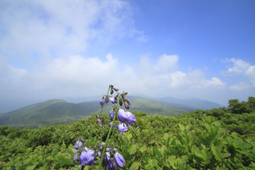 Adenophora triphylla var. japonica