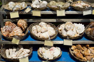 Muscheln