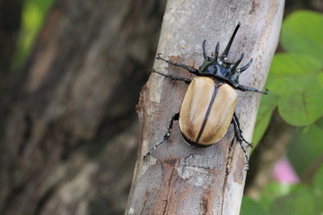 5-horned Eupatorus Gracilicornis, Rhino horn beetle