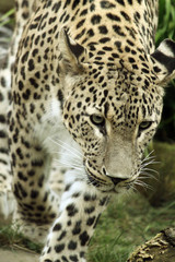 Fototapeta na wymiar leopard 2