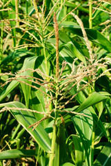 Corn Field   close-up  as  background
