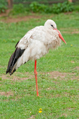 A white stork (C. Ciconia)