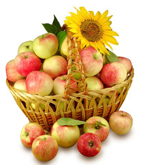 apples in the basket
