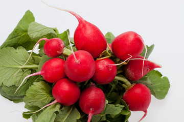 Garden radish on white background