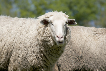 white sheep (ovis aries)