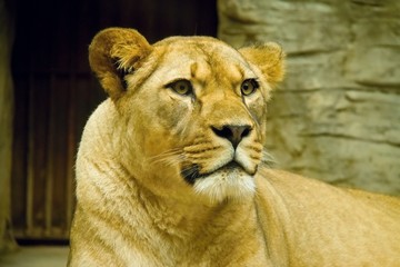 Lioness looking at camera