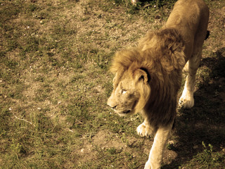 Lion