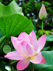 pink lotus flower on green leaves background