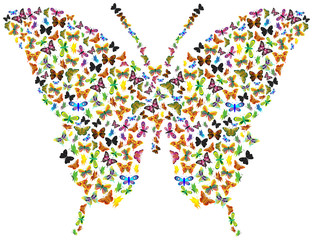 Butterfly of butterflies