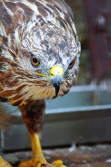 Eagle