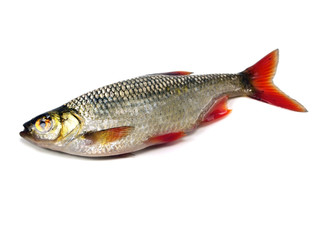 rudd (Scardinius erythrophthalmus)