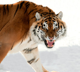Naklejka premium Siberian Tiger Growling